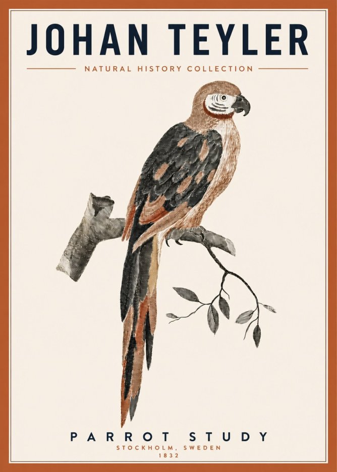 Johan Teyler Parrot Study I No3 - Plakát