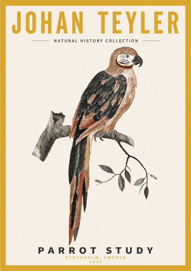Johan Teyler Parrot Study I No4 - Plakát