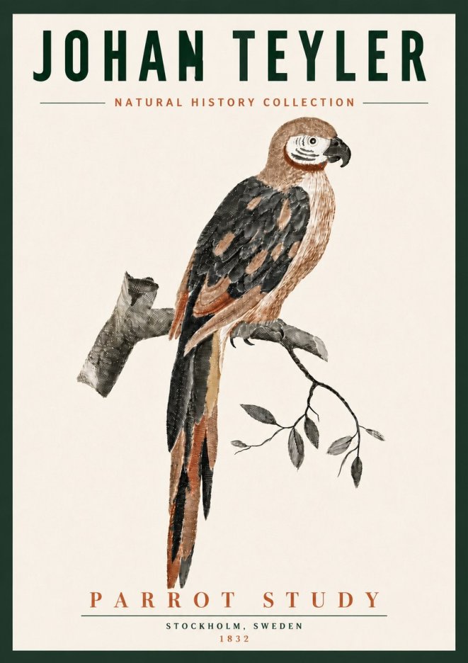 Johan Teyler Parrot Study I No6 - Plakát