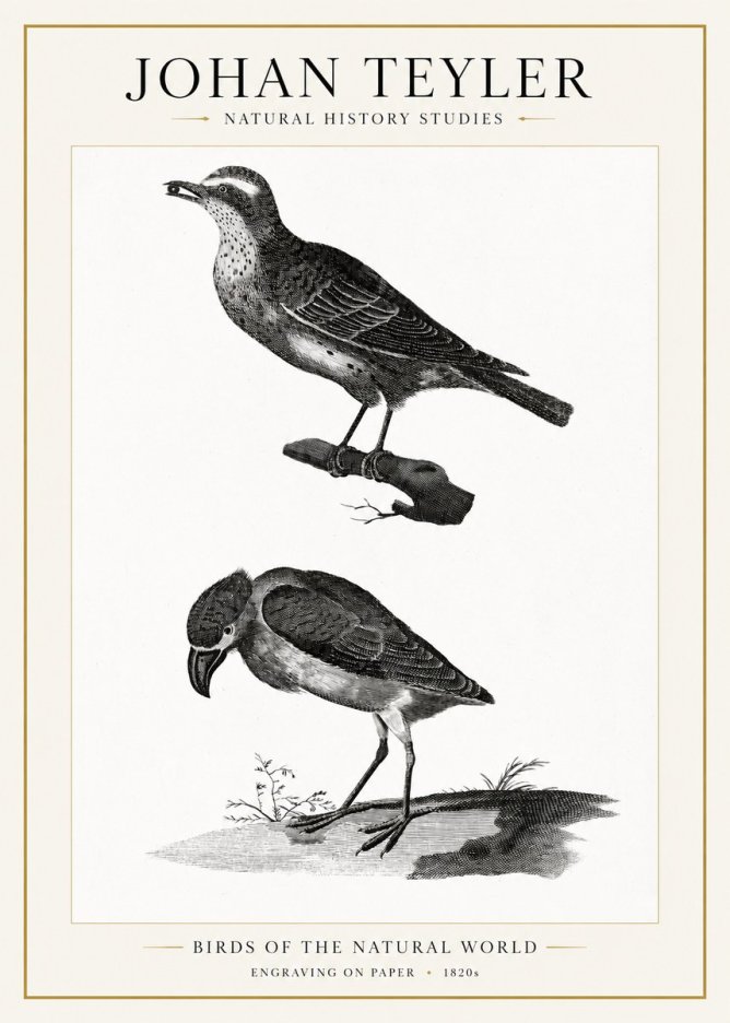 Johan Teyler Birds of the Natural World No1 - Plakát