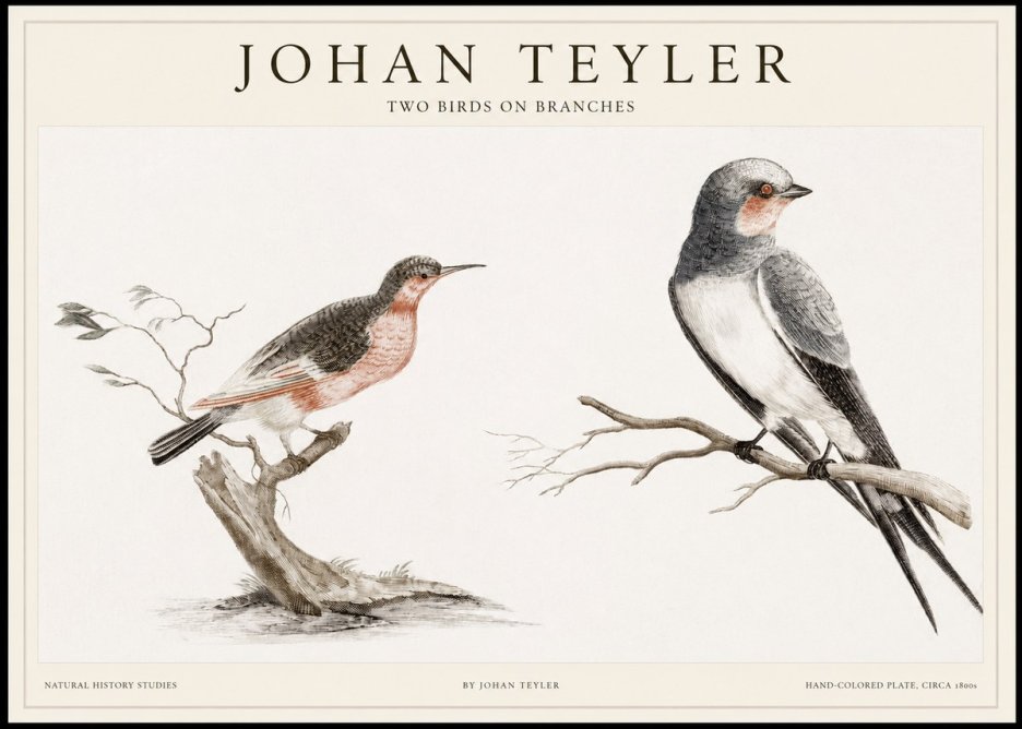 Johan Teyler Two Birds on Branches No1 - Plakát