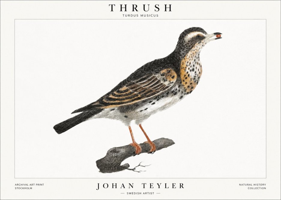 Johan Teyler Thrush No1 - Plakát