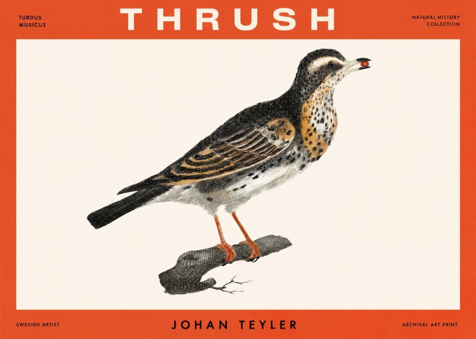 Johan Teyler Thrush No2 - Plakát