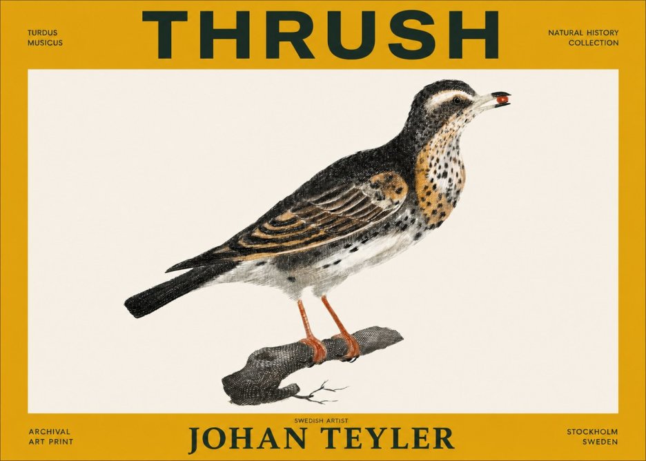 Johan Teyler Thrush No3 - Plakát