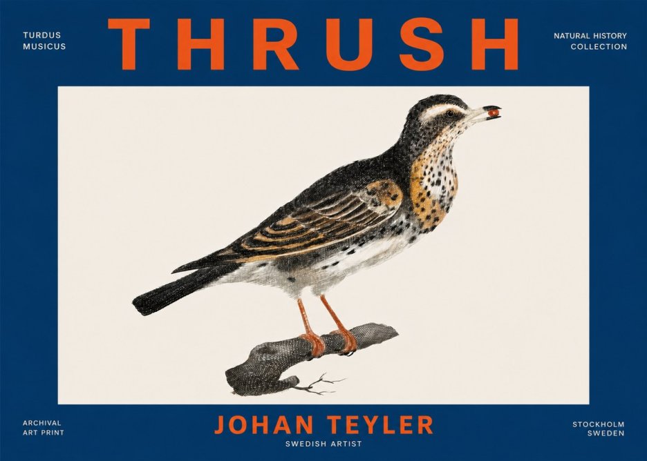 Johan Teyler Thrush No4 - Plakát