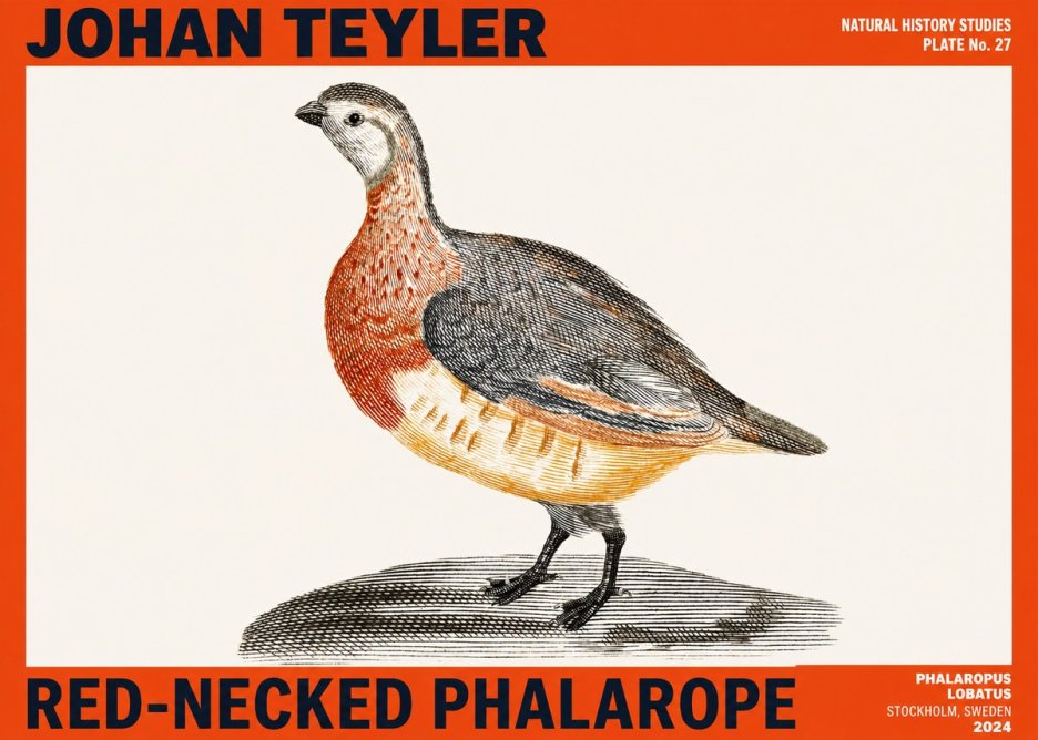 Johan Teyler Red-necked Phalarope No2 - Plakát