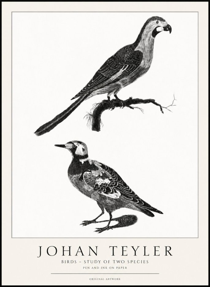 Johan Teyler Birds - Study of Two Species No1 - Plakát