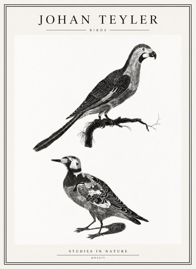 Johan Teyler Birds - Study of Two Species No2 - Plakát