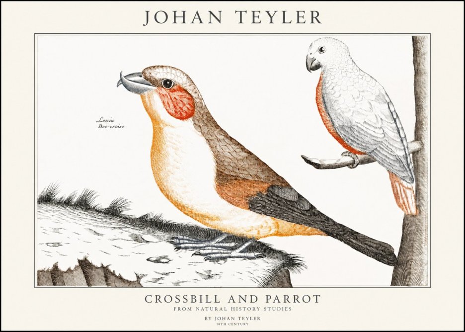 Johan Teyler Crossbill and Parrot No1 - Plakát