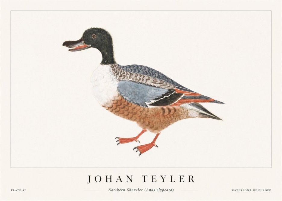 Johan Teyler Northern Shoveler (Anas Clypeata) No1 - Plakát