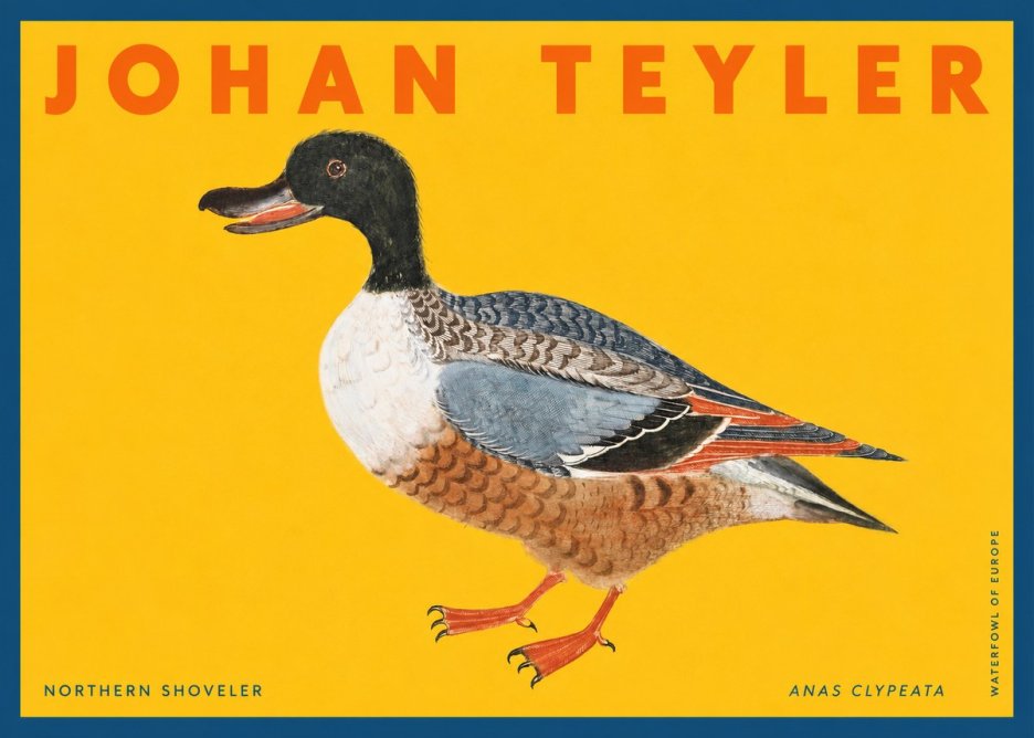 Johan Teyler Northern Shoveler (Anas Clypeata) No2 - Plakát