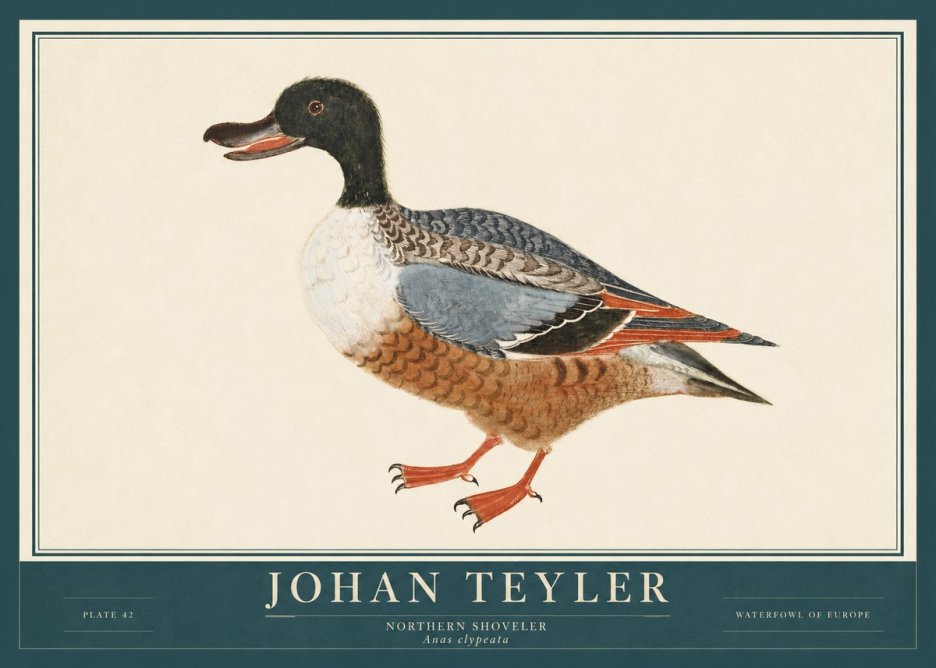 Johan Teyler Northern Shoveler (Anas Clypeata) No3 - Plakát