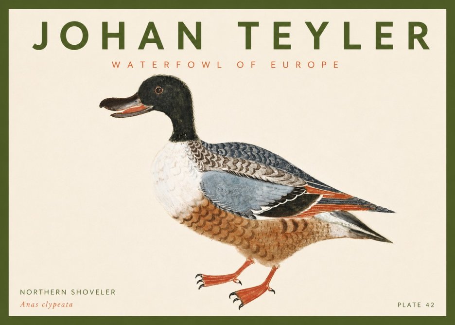Johan Teyler Northern Shoveler (Anas Clypeata) No4 - Plakát