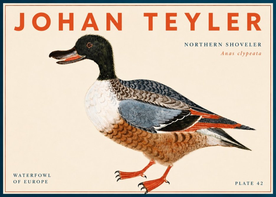 Johan Teyler Northern Shoveler (Anas Clypeata) No6 - Plakát