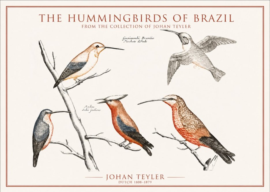 Johan Teyler The Hummingbirds of Brazil from the Collection of Johan Teyler No1 - Plakát