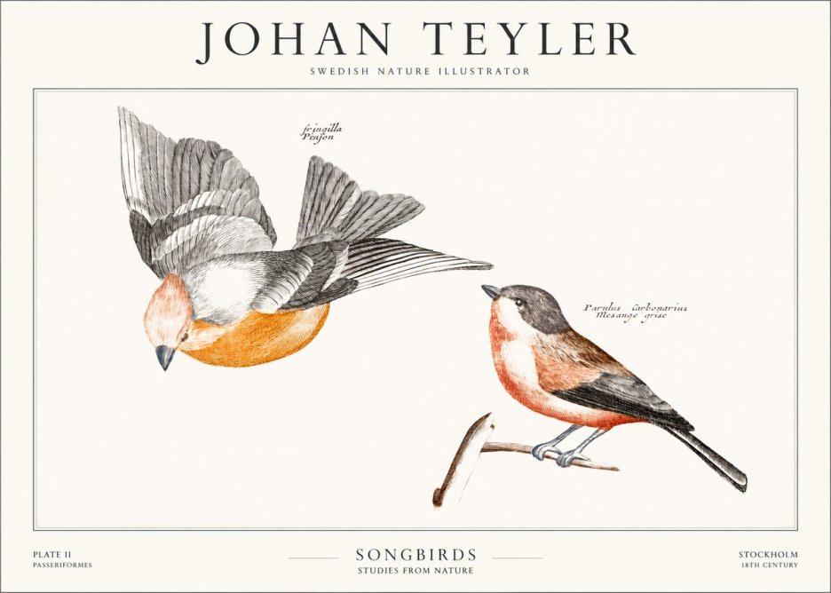 Johan Teyler Songbirds - Plate Ii No1 - Plakát