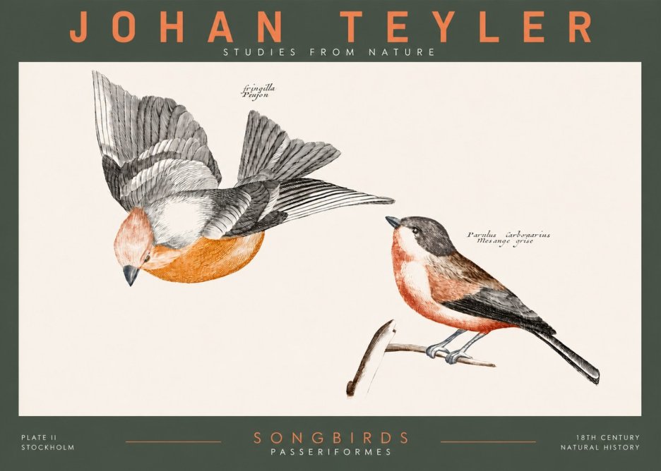 Johan Teyler Songbirds - Plate Ii No2 - Plakát