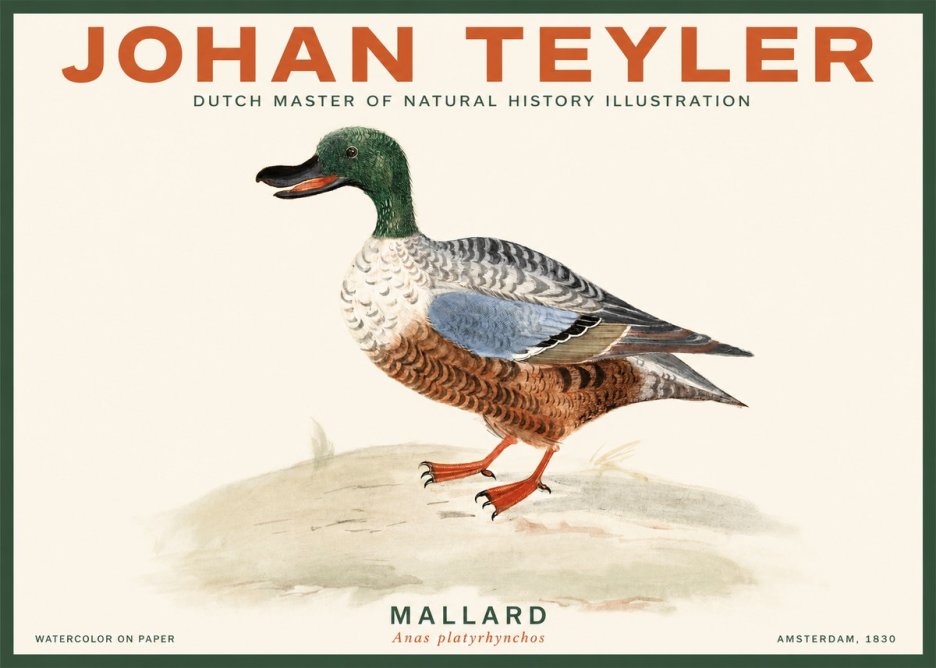 Johan Teyler A Study of a Duck No3 - Plakát