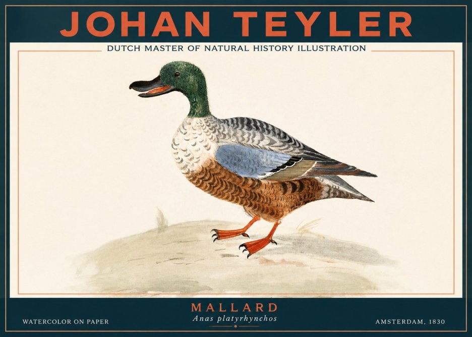 Johan Teyler A Study of a Duck No4 - Plakát