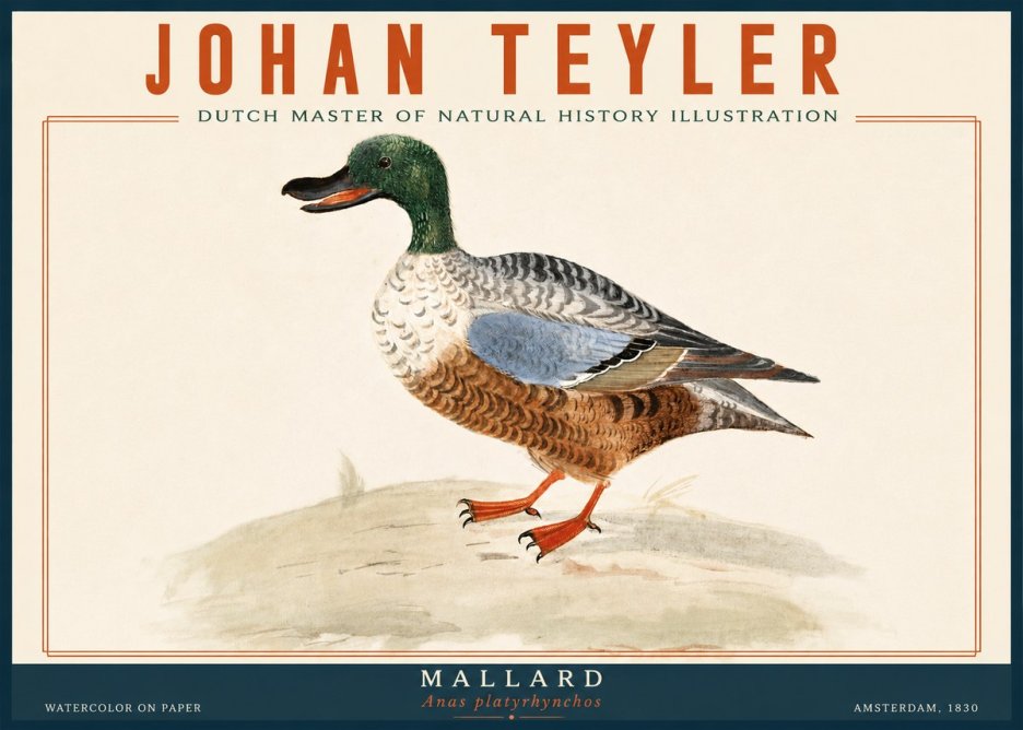 Johan Teyler A Study of a Duck No6 - Plakát