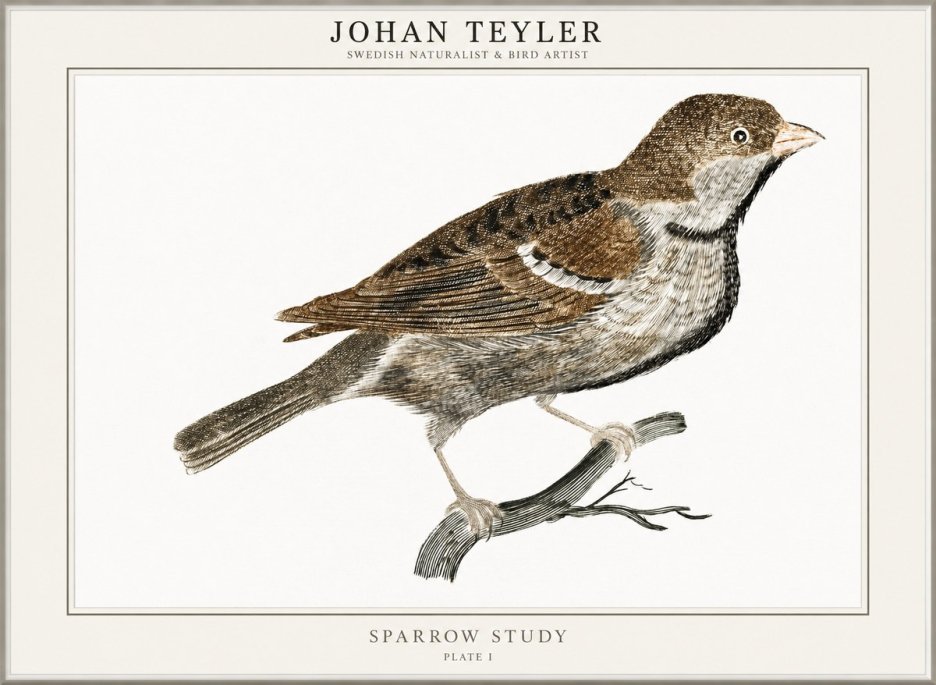 Johan Teyler Sparrow Study No1 - Plakát
