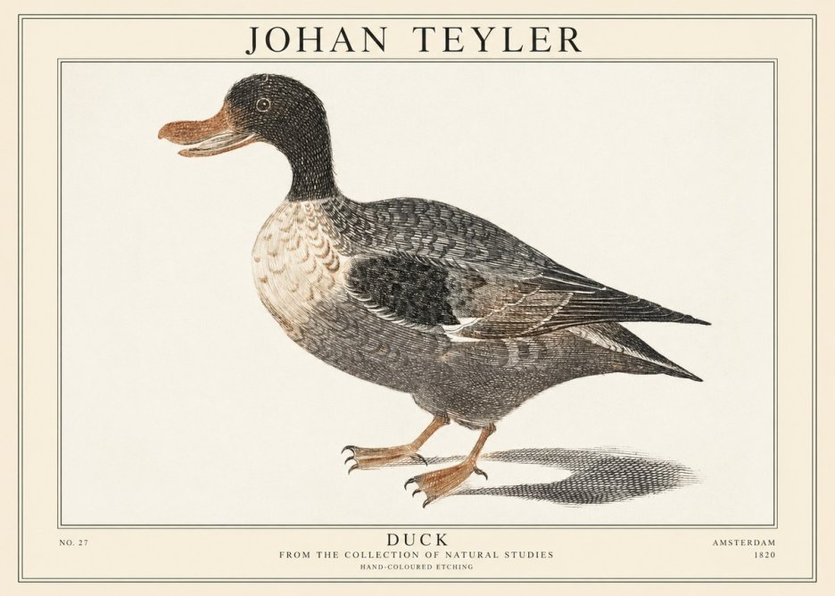 Johan Teyler Duck I No1 - Plakát