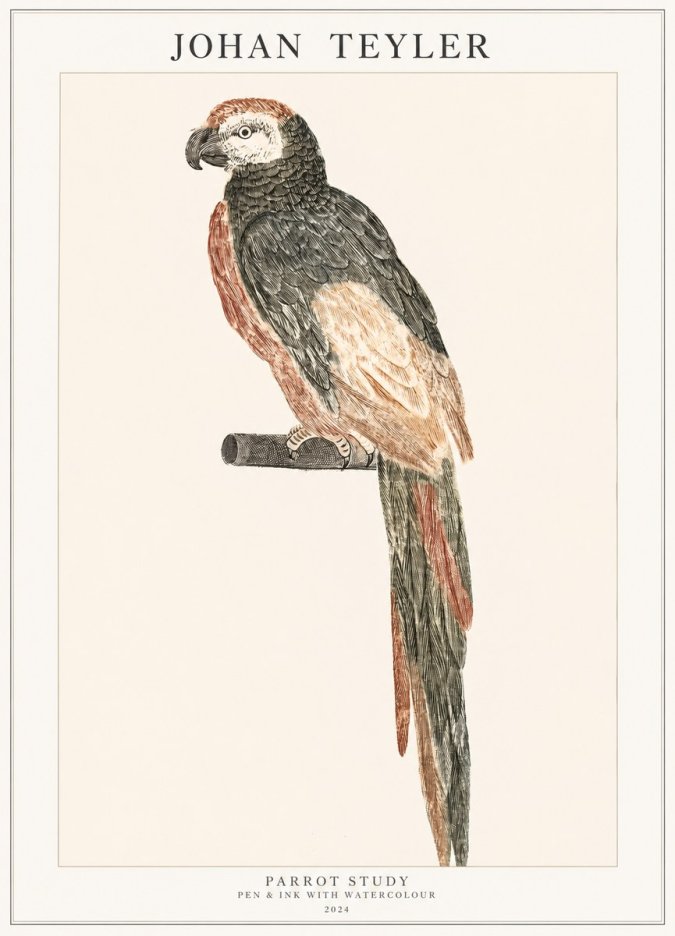 Johan Teyler Parrot Study II No1 - Plakát