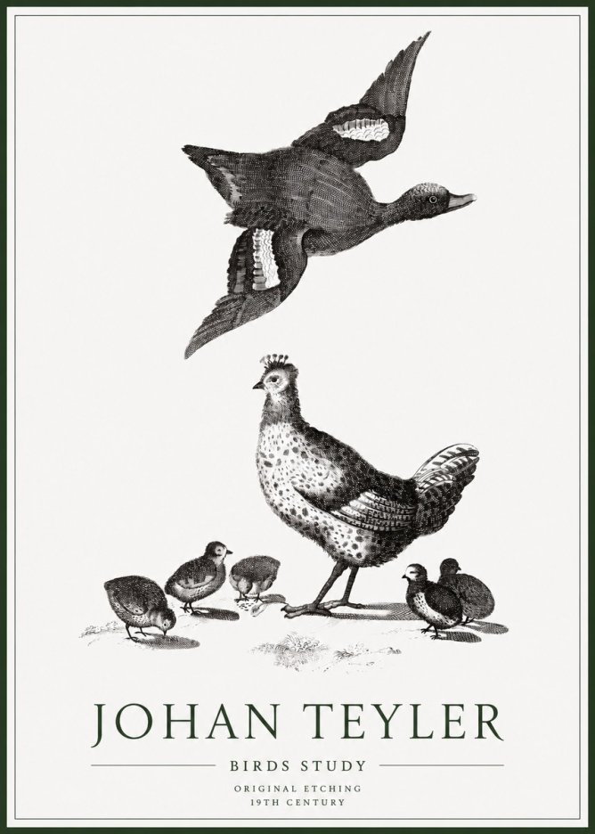 Johan Teyler Birds Study No1 - Plakát