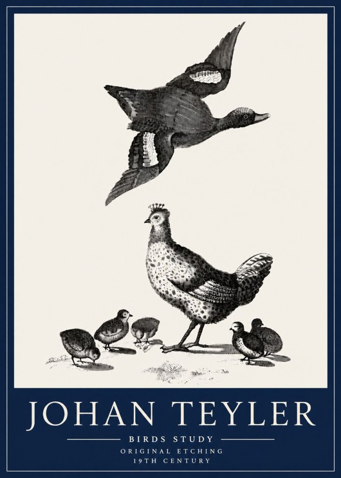 Johan Teyler Birds Study No3 - Plakát