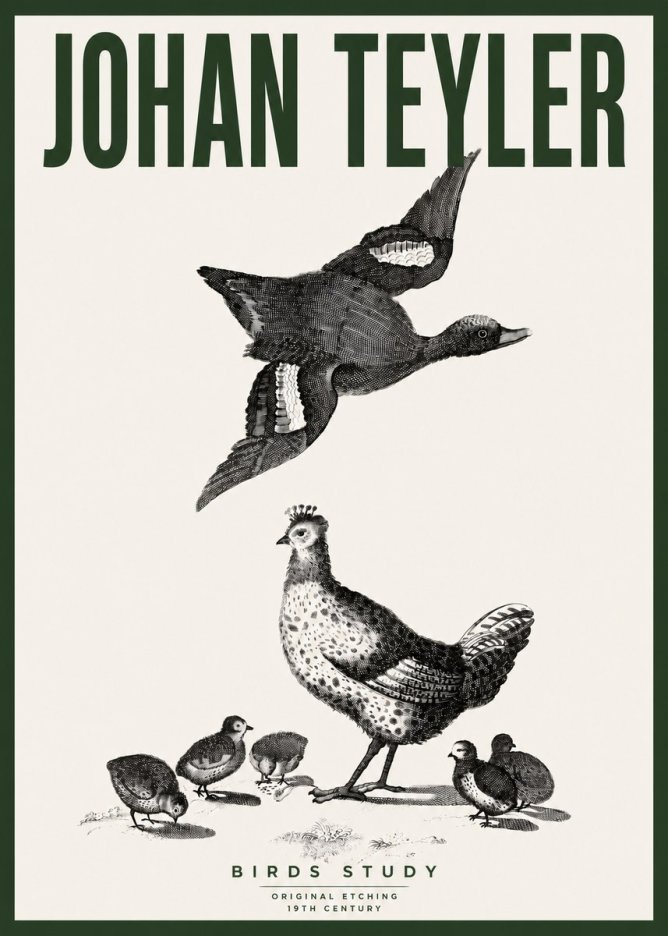 Johan Teyler Birds Study No4 - Plakát
