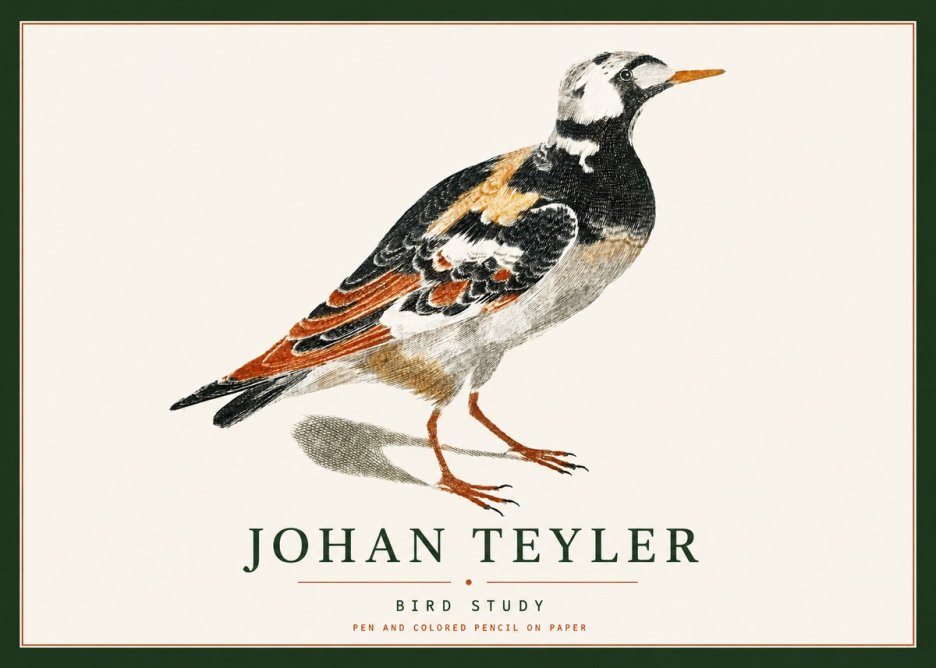 Johan Teyler Bird Study IV No4 - Plakát