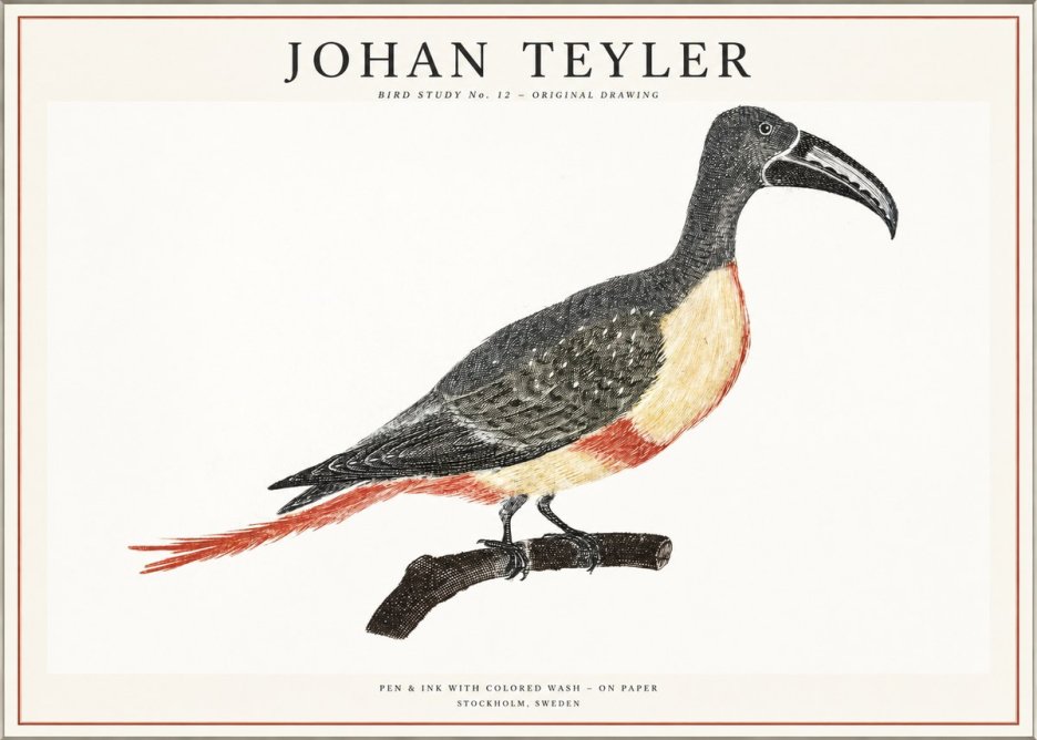 Johan Teyler Bird Study No. 12 - Original Drawing No1 - Plakát