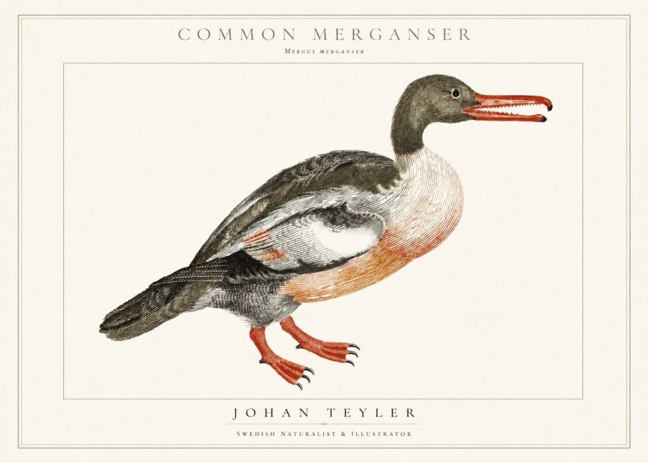 Johan Teyler Common Merganser No1 - Plakát