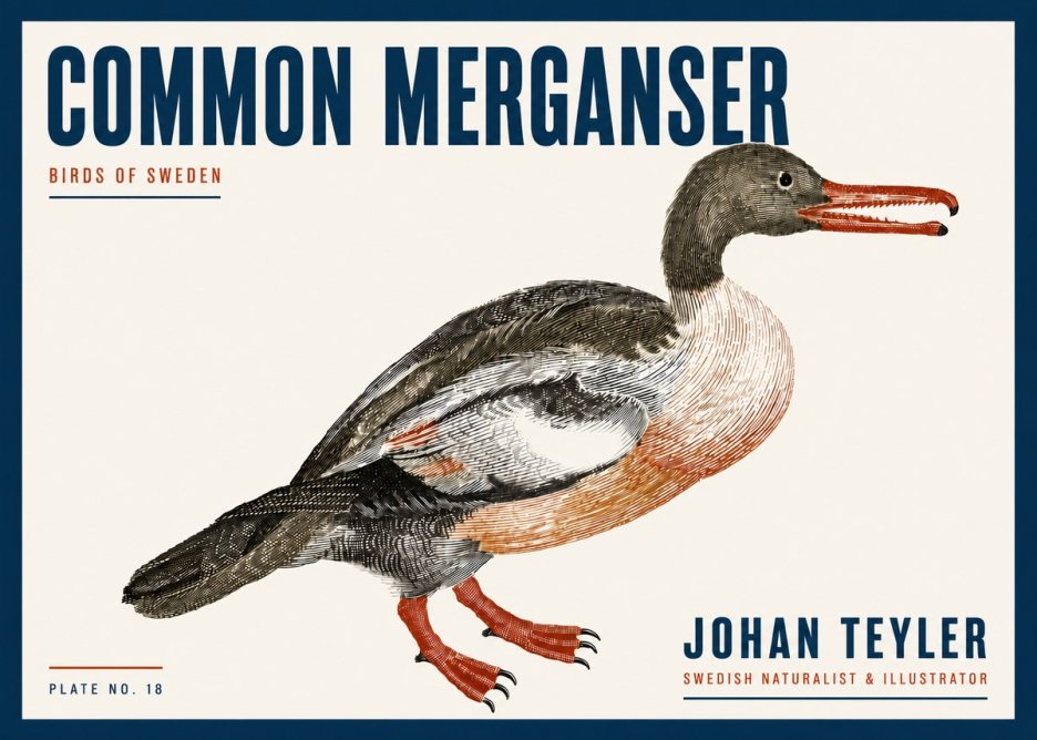 Johan Teyler Common Merganser No6 - Plakát