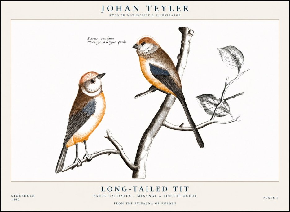 Johan Teyler Long-tailed Tit No1 - Plakát