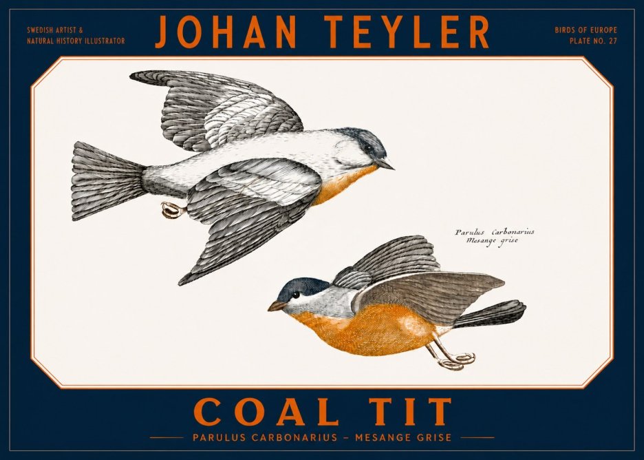Johan Teyler Coal Tit No2 - Plakát