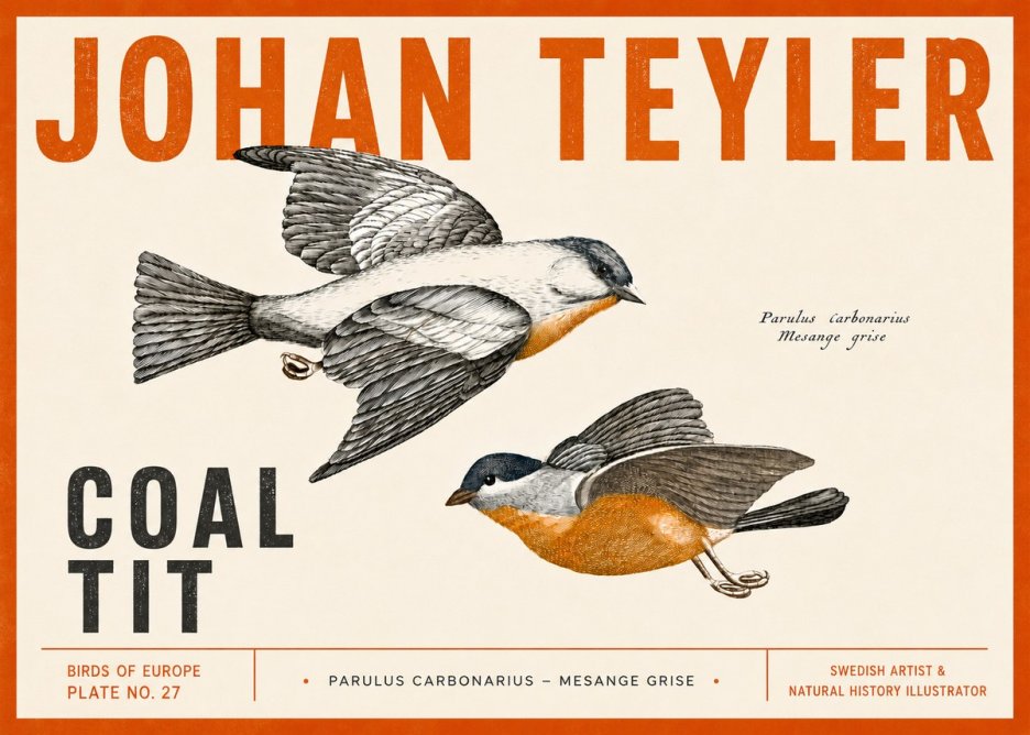Johan Teyler Coal Tit No5 - Plakát