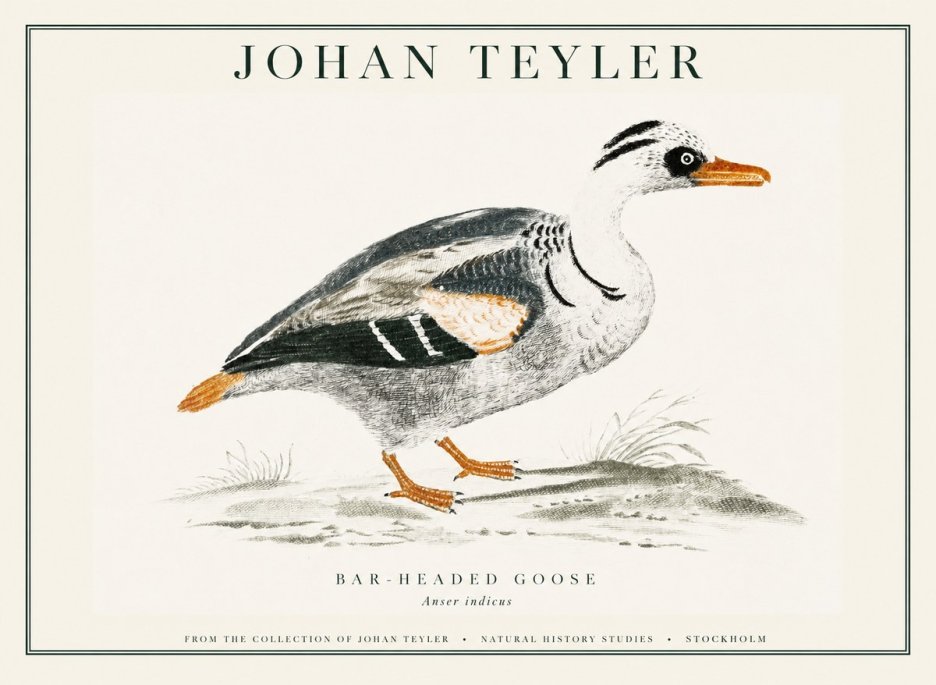 Johan Teyler Bar-headed Goose No1 - Plakát
