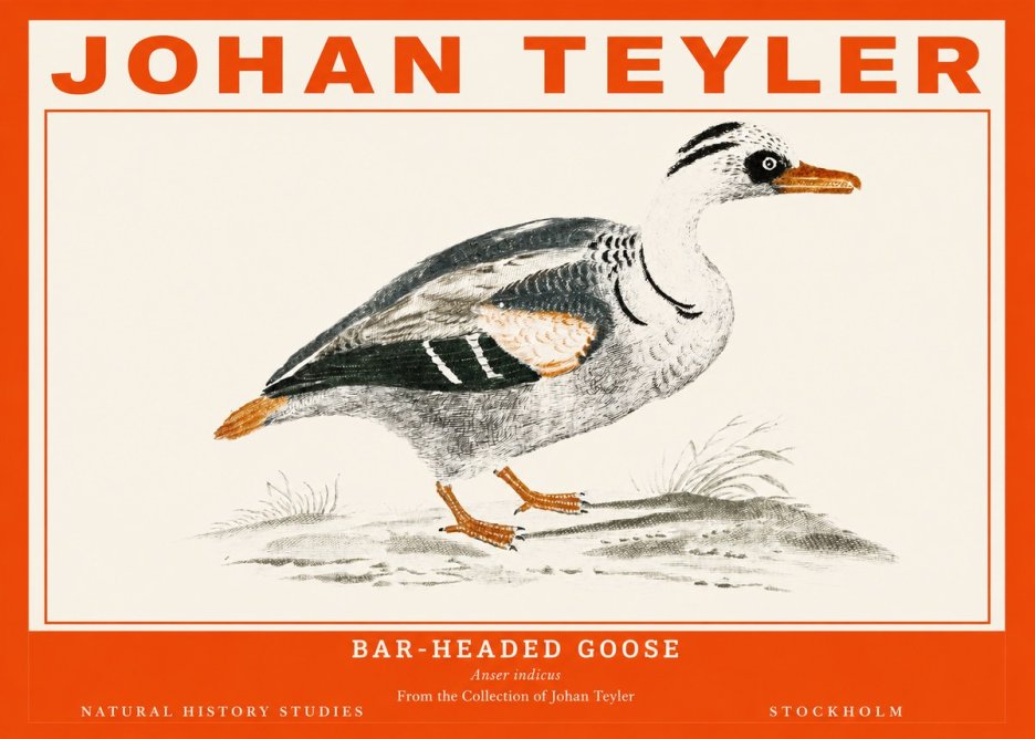 Johan Teyler Bar-headed Goose No2 - Plakát