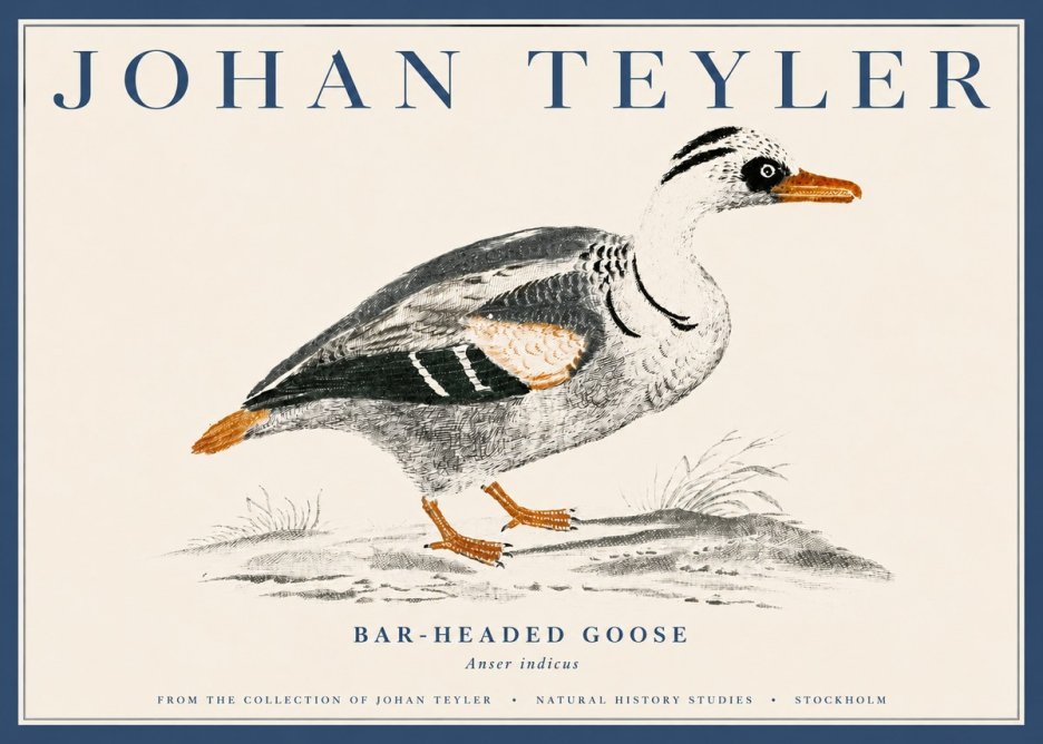 Johan Teyler Bar-headed Goose No4 - Plakát