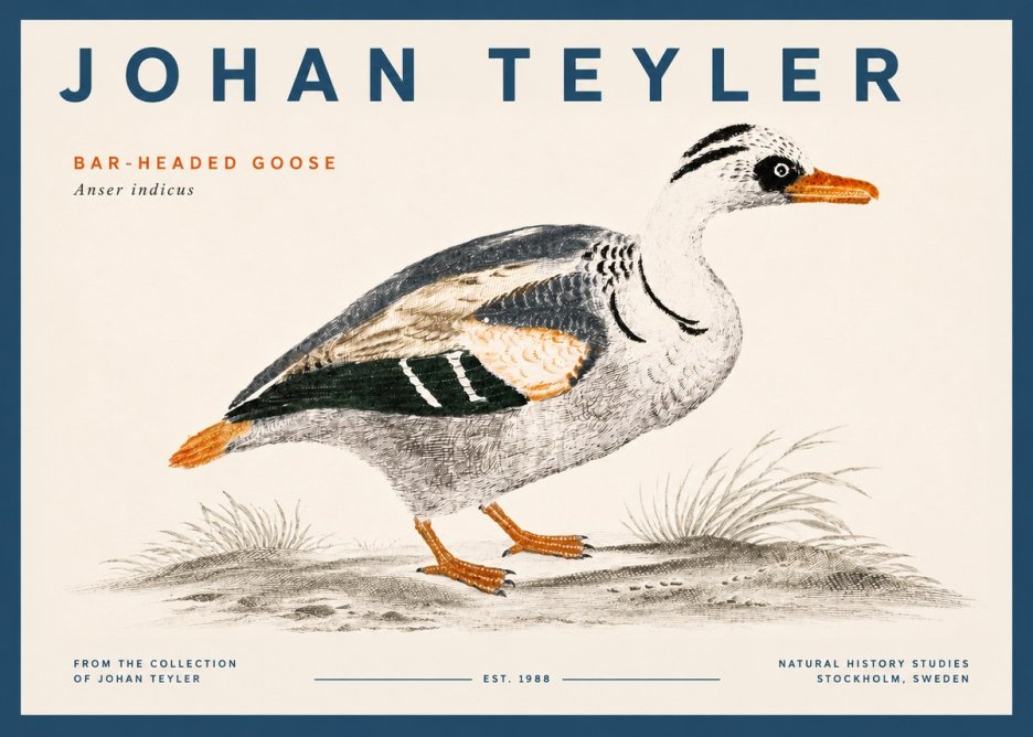Johan Teyler Bar-headed Goose No5 - Plakát