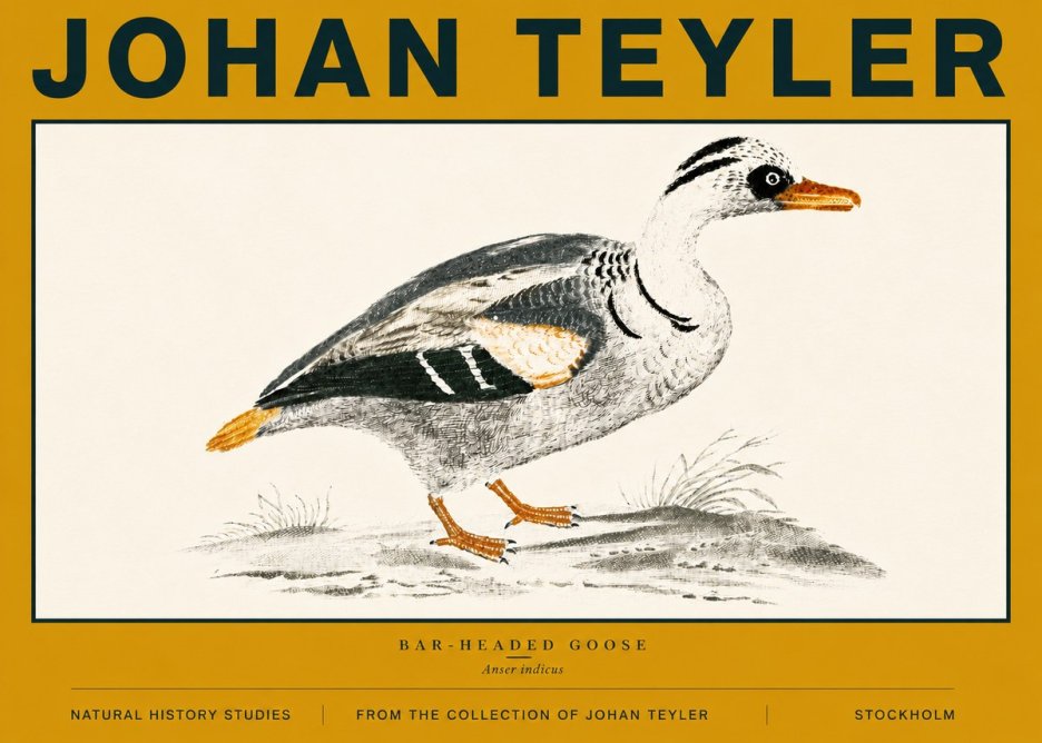 Johan Teyler Bar-headed Goose No6 - Plakát