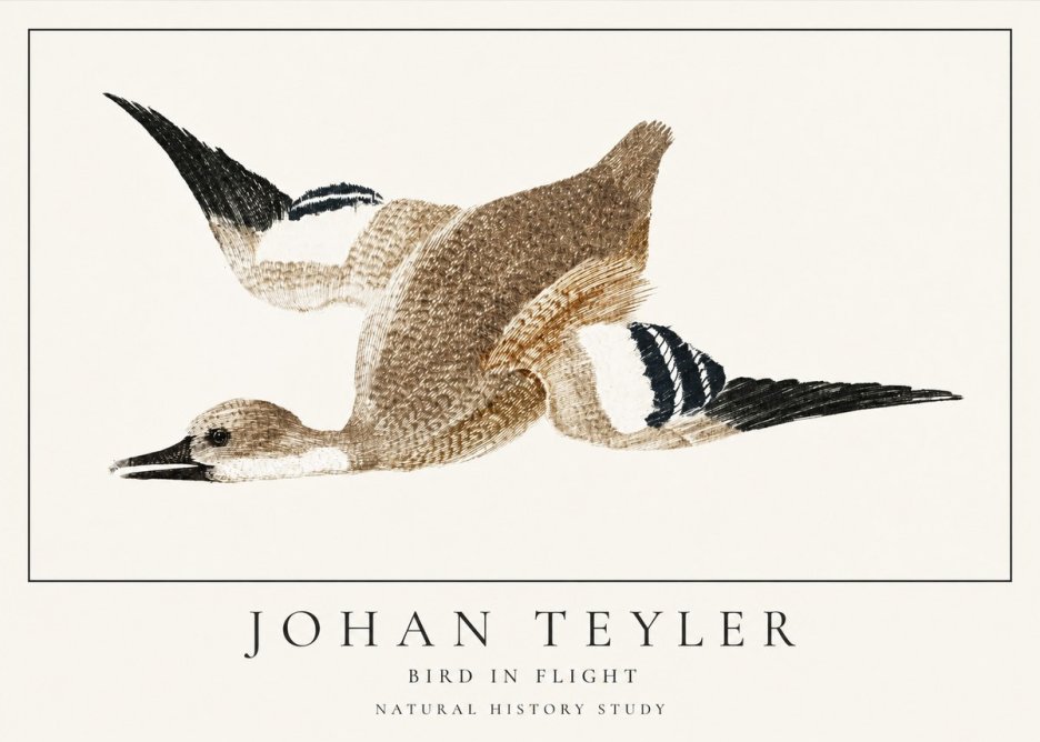 Johan Teyler Bird in Flight II No1 - Plakát