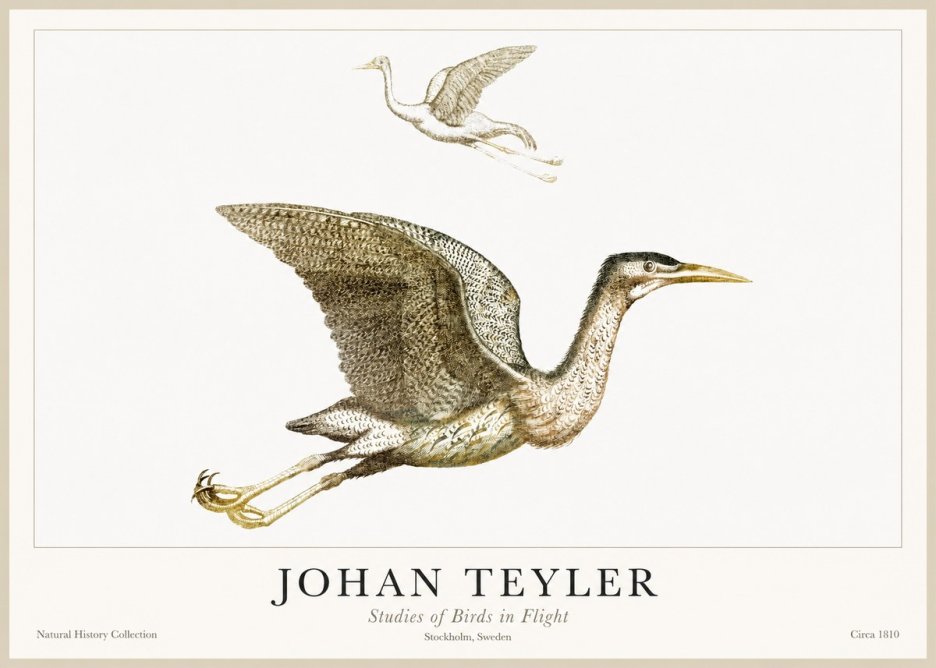 Johan Teyler Studies of Birds in Flight No1 - Plakát