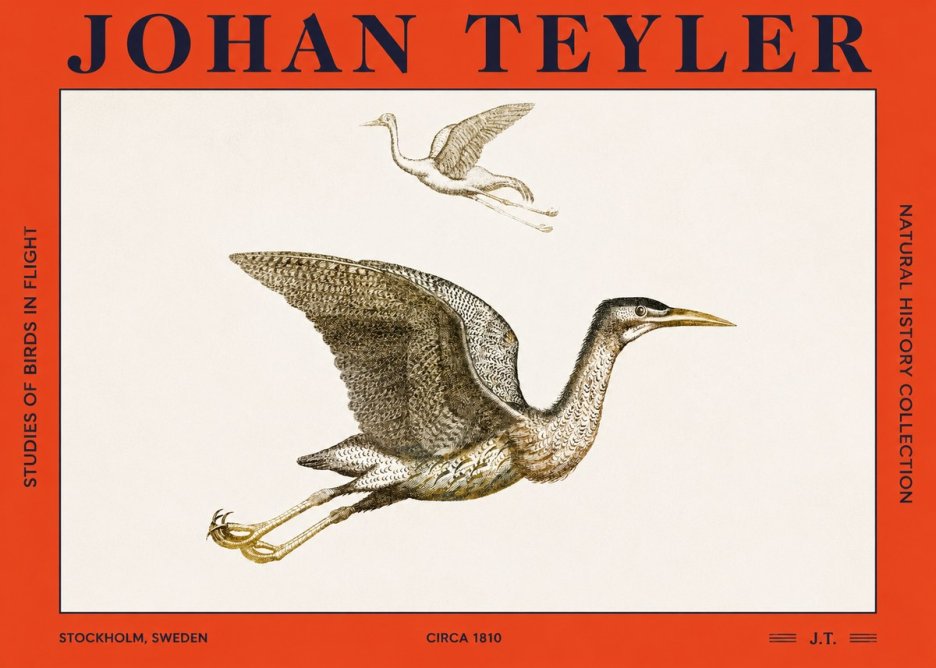 Johan Teyler Studies of Birds in Flight No2 - Plakát