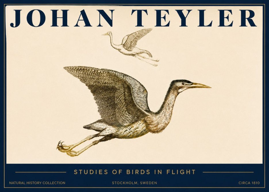 Johan Teyler Studies of Birds in Flight No3 - Plakát
