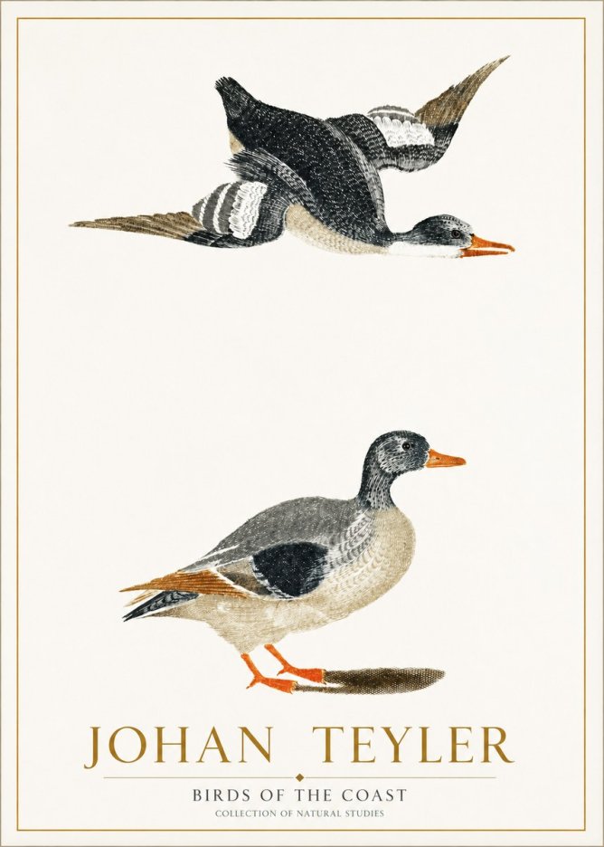 Johan Teyler Birds of the Coast No1 - Plakát
