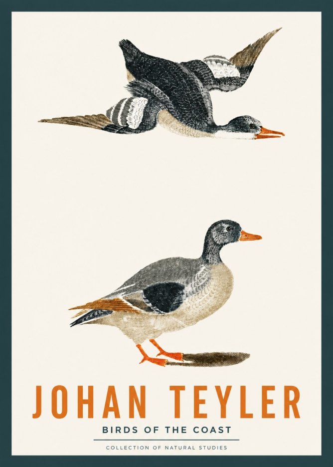 Johan Teyler Birds of the Coast No2 - Plakát