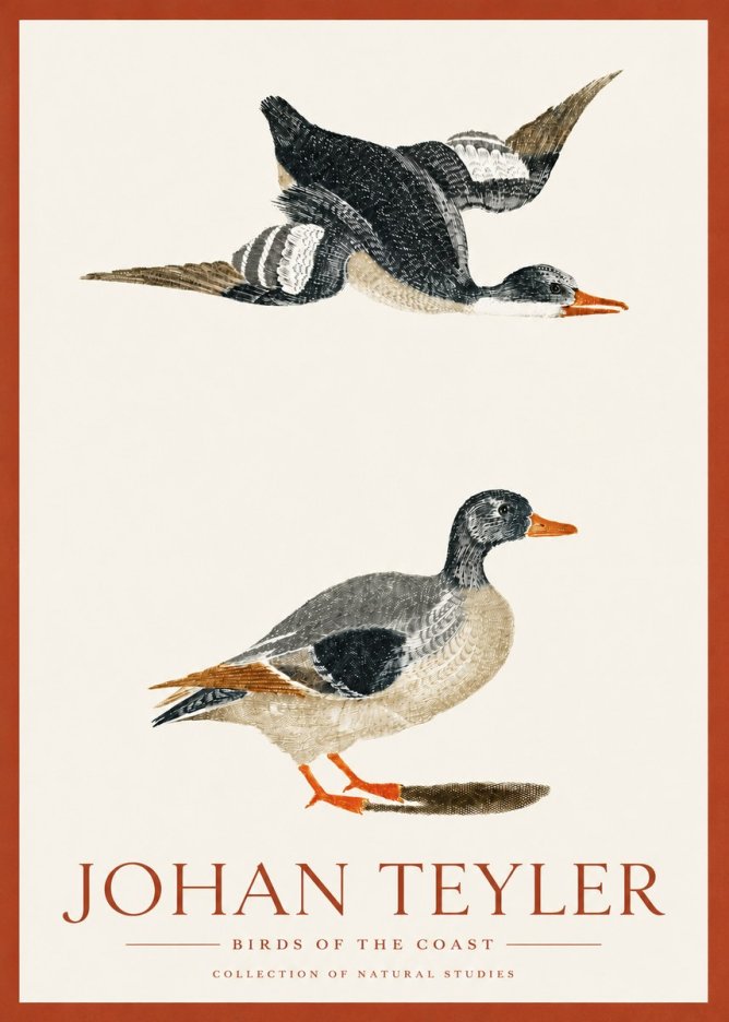 Johan Teyler Birds of the Coast No3 - Plakát