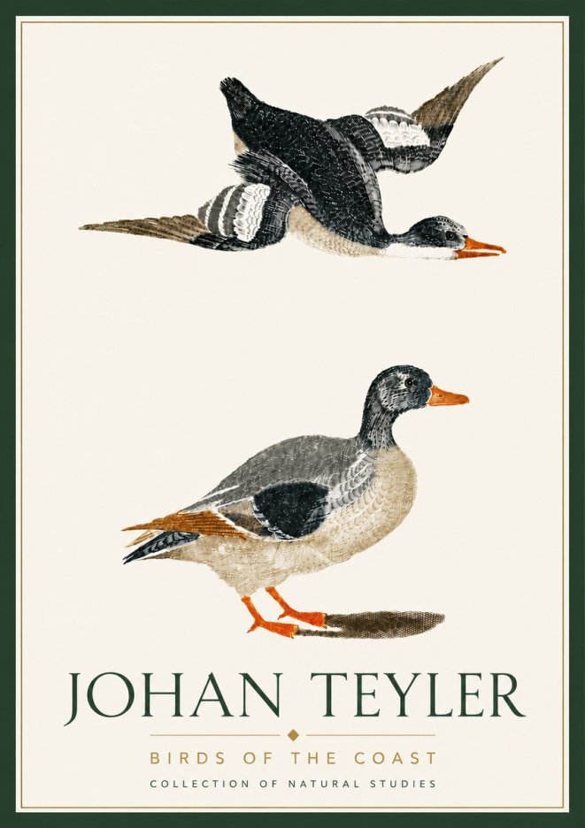 Johan Teyler Birds of the Coast No6 - Plakát